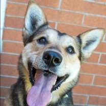 Thumbnail photo of Blazey #1