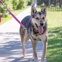 Thumbnail photo of Blazey #3