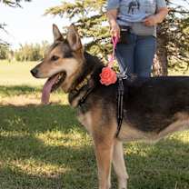 Thumbnail photo of Blazey #4