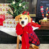 Thumbnail photo of Merlin #1