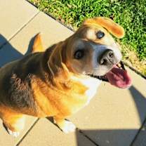 Thumbnail photo of Merlin #2