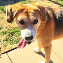 Thumbnail photo of Merlin #3