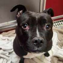 Thumbnail photo of Melvin #3