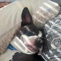 Thumbnail photo of Billy (In Foster) #4