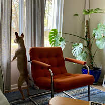 Thumbnail photo of Petey #4