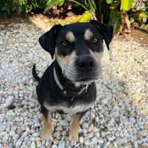 Thumbnail photo of Petey #1