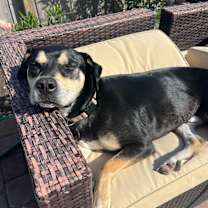 Thumbnail photo of Petey #3