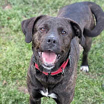 Thumbnail photo of Roxanne #1