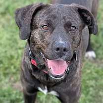 Thumbnail photo of Roxanne #4