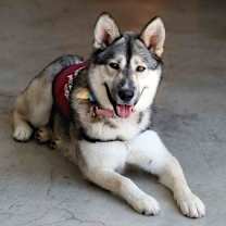 Thumbnail photo of Mistletoe #3