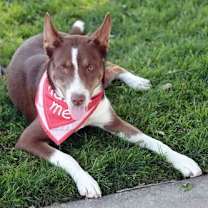 Thumbnail photo of Chocolate #3