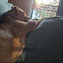 Thumbnail photo of Lenora - IN FOSTER #2