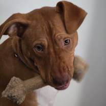 Thumbnail photo of Lenora - IN FOSTER #3