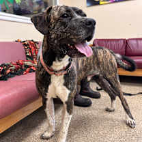 Thumbnail photo of Wiki #2