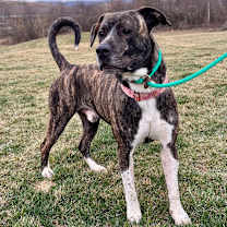 Thumbnail photo of Wiki #3