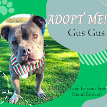 adopt-pet