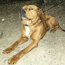 Thumbnail photo of Alamo #3