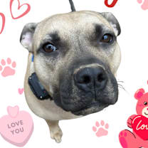 Thumbnail photo of Honey 24-0140 #1