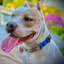 Thumbnail photo of Annie #1