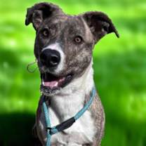 Thumbnail photo of Sophia: Not at shelter (Alan) #1