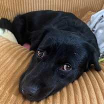 Thumbnail photo of Maple #2