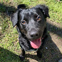 Thumbnail photo of Maple #3