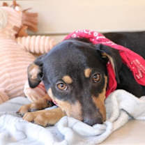 Thumbnail photo of Rico Greenwood the Happy Playful Pup #1