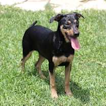 Thumbnail photo of Rico Greenwood the Happy Playful Pup #2