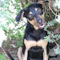 Thumbnail photo of Rico Greenwood the Happy Playful Pup #3