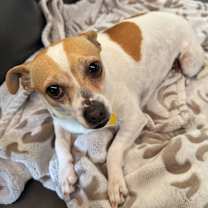 adopt-pet