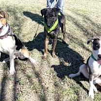 Thumbnail photo of Mantis #3