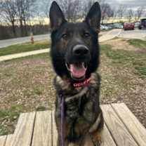 Thumbnail photo of Maverick #2