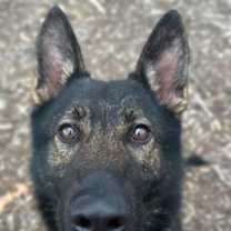 Thumbnail photo of Maverick #3