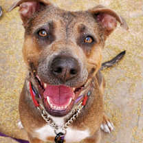 adopt-pet