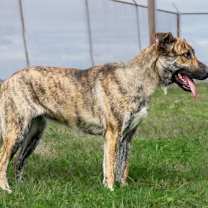 Thumbnail photo of Liberty #1