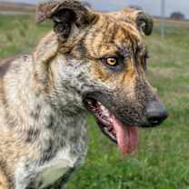 Thumbnail photo of Liberty #2