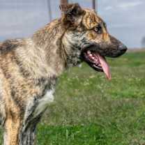 Thumbnail photo of Liberty #3