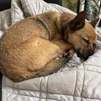 Thumbnail photo of Rosco #4