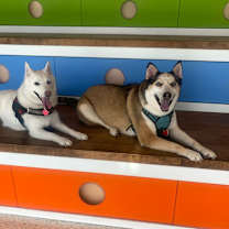 Thumbnail photo of Teddy #3