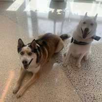 Thumbnail photo of Teddy #4