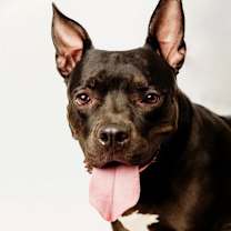 Thumbnail photo of Penny #1