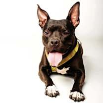 Thumbnail photo of Penny #2
