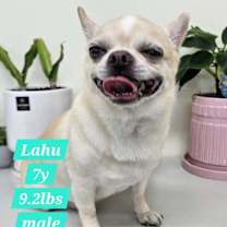 adopt-pet