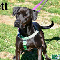 Thumbnail photo of Brett #2