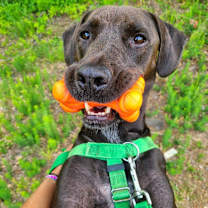 Thumbnail photo of Brett #3