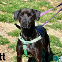 Thumbnail photo of Brett #4