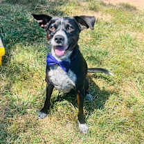 Thumbnail photo of Frito #1
