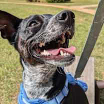 Thumbnail photo of Frito #2