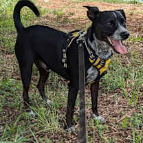 Thumbnail photo of Frito #4