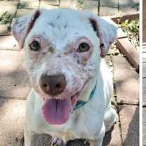 Thumbnail photo of Smarty Marty SPC #2